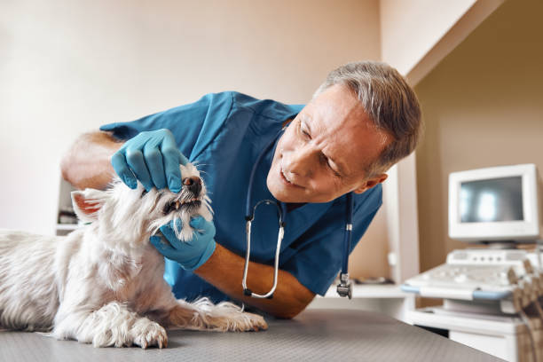 Best Emergency Dentist for Special Needs Patients in Sun City Center, FL